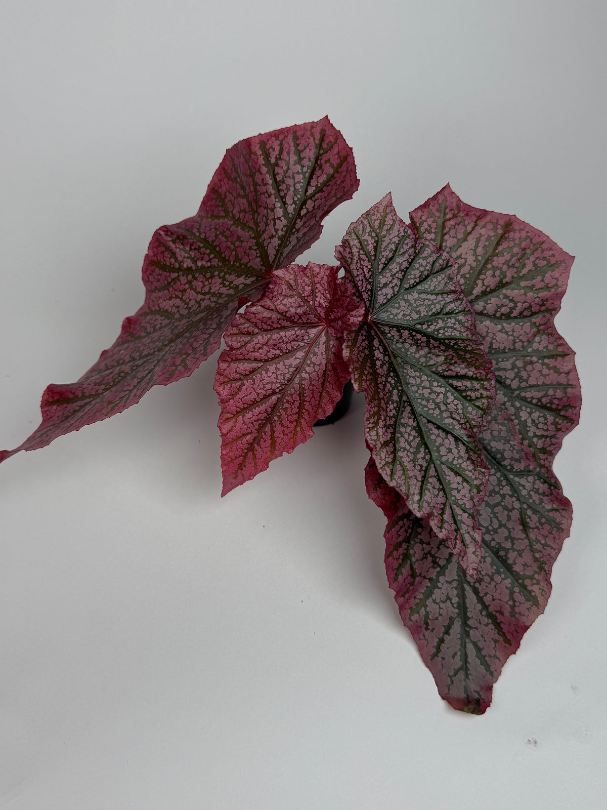 Begonia 'Red Berry'
