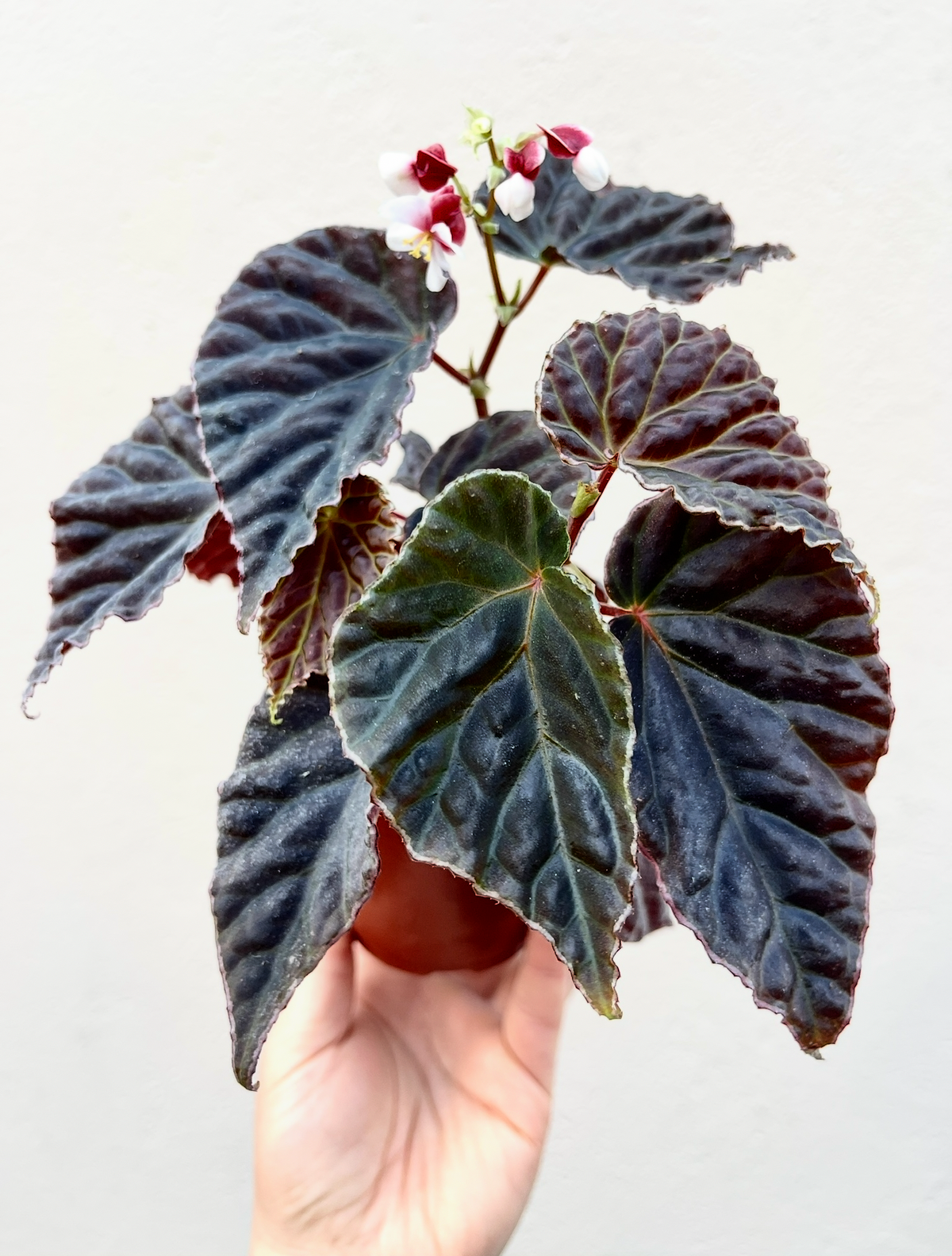 Begonia (Dracopelta x Sarawak) x Darthvaderiana