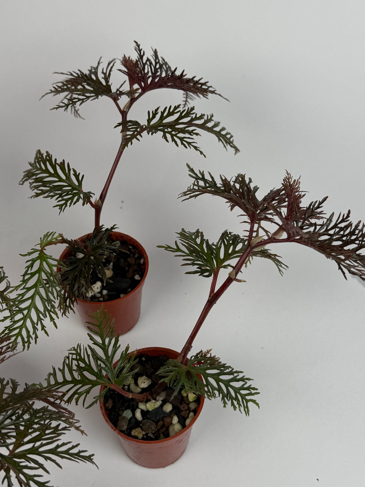 Begonia Bipinnatifida