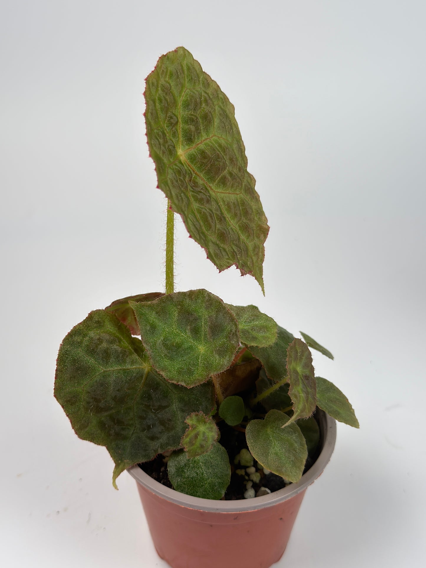 Begonia Sugogo
