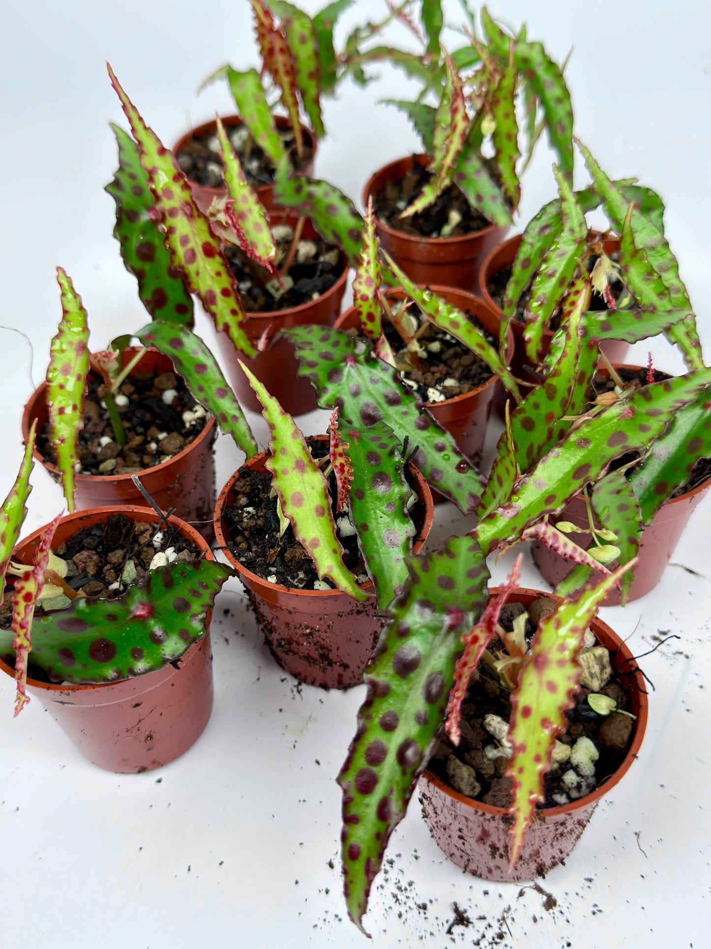Begonia Amphioxus