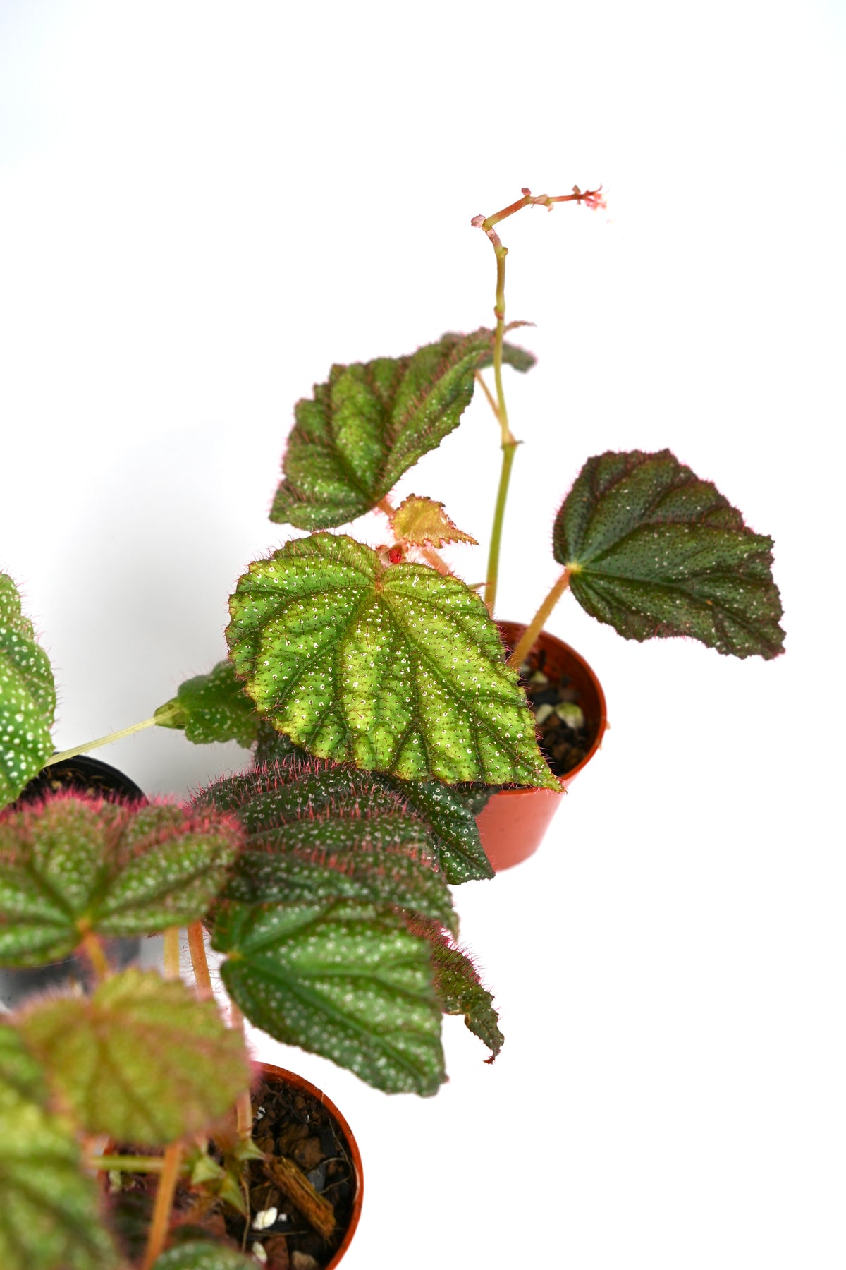 Begonia Sp. Lahad Datu