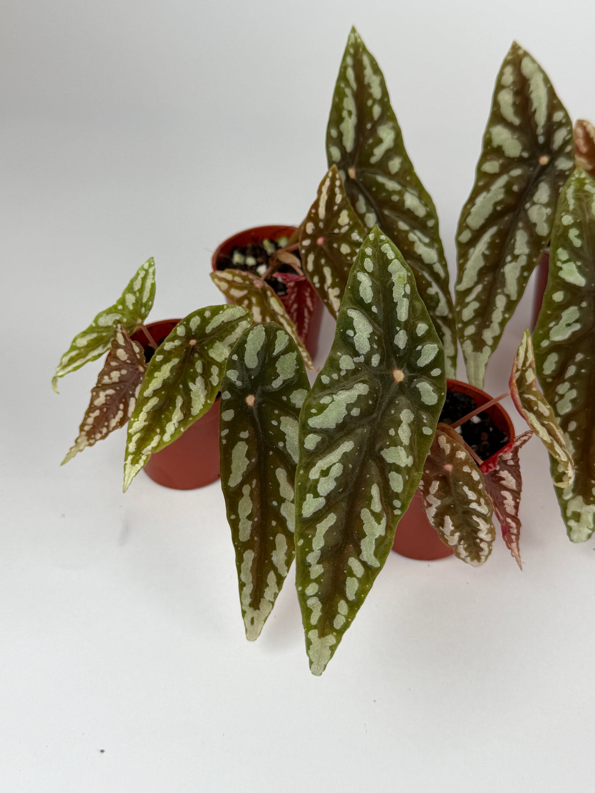 Begonia Lubbersii