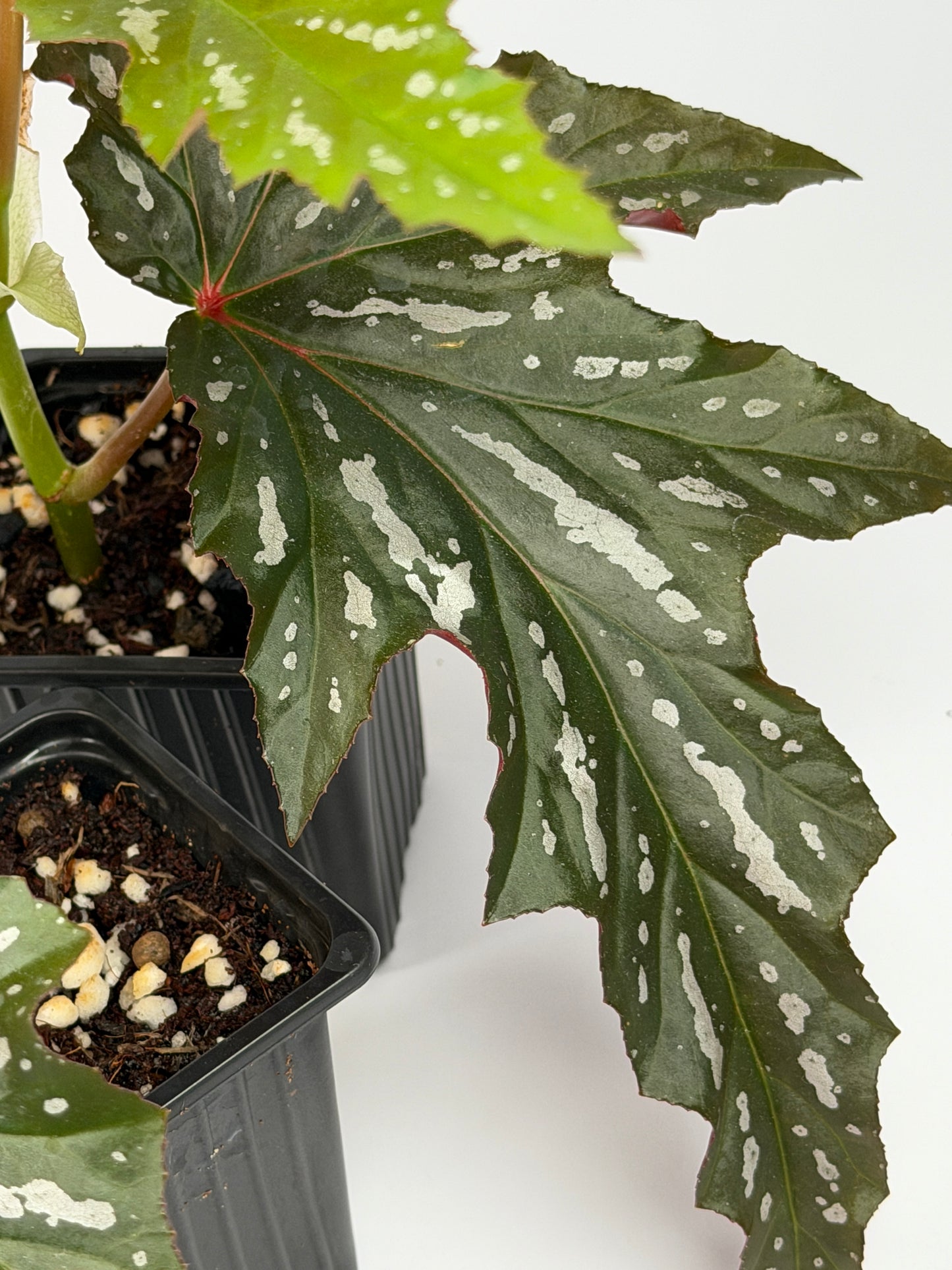 Begonia Sophie Cecile
