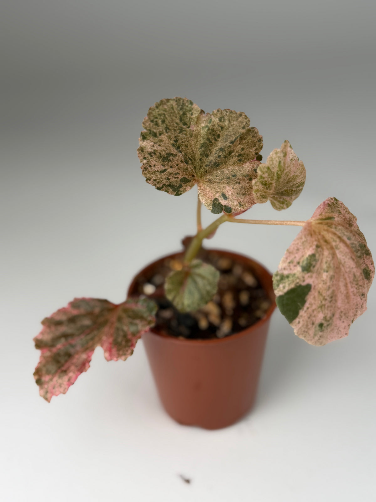 Begonia Pink Variegated Cucullata