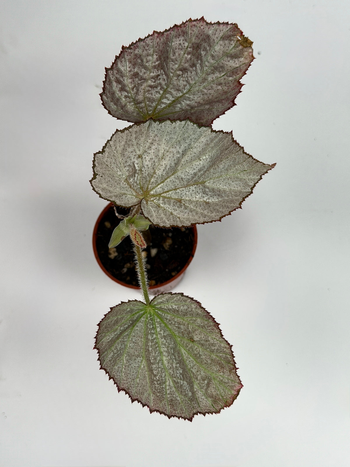 Begonia 'Two Face'