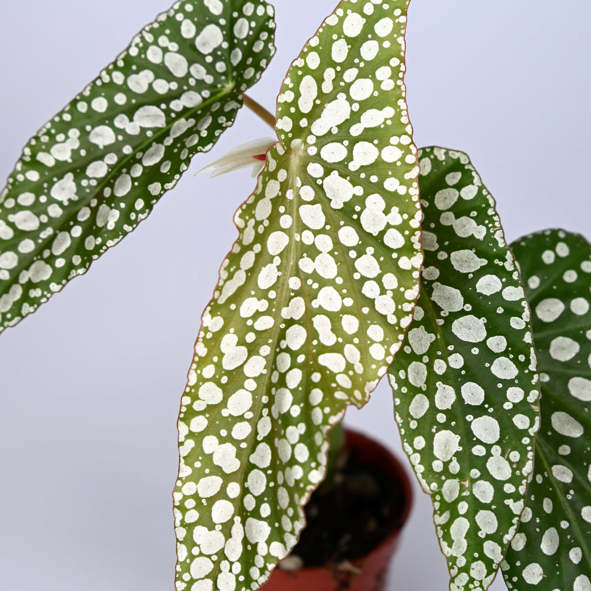 Begonia White Ice
