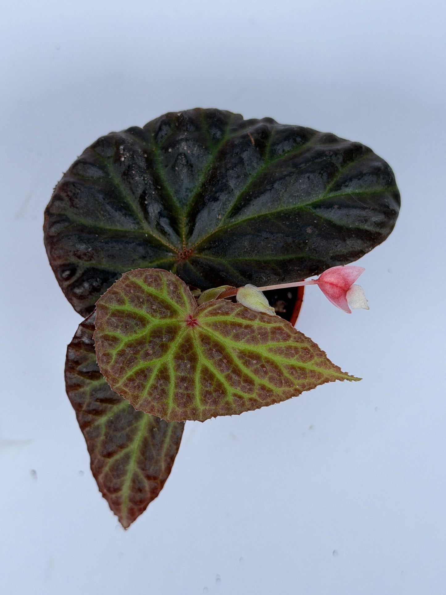 Begonia Dracopelta x Malachosticta (Dark Form)