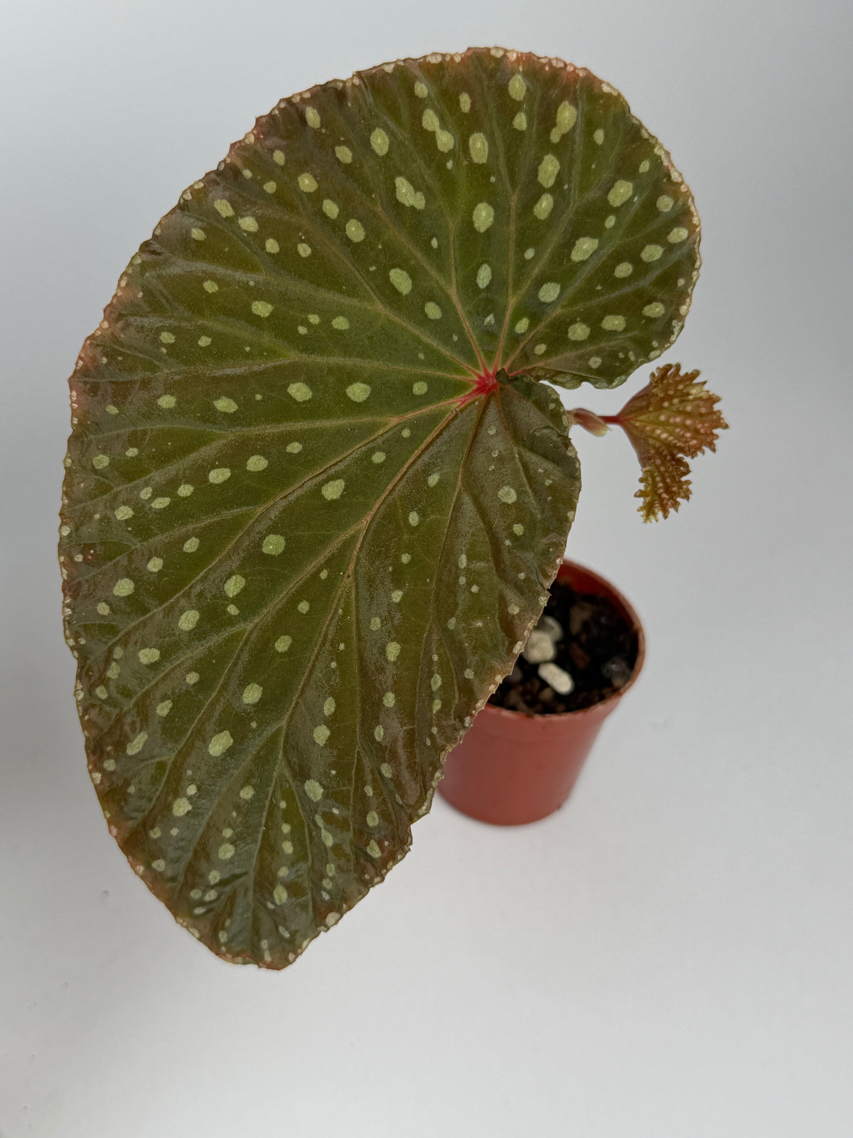 Begonia Congesta x Chloristicta Red