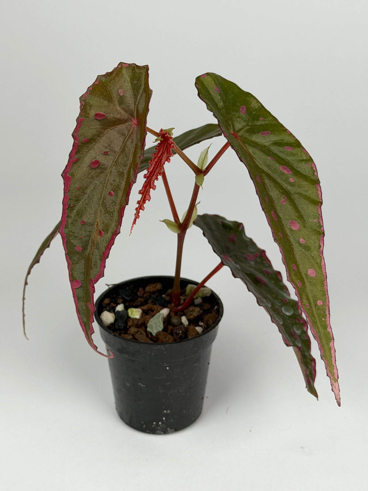 Begonia Nothobaramensis x Amphioxus