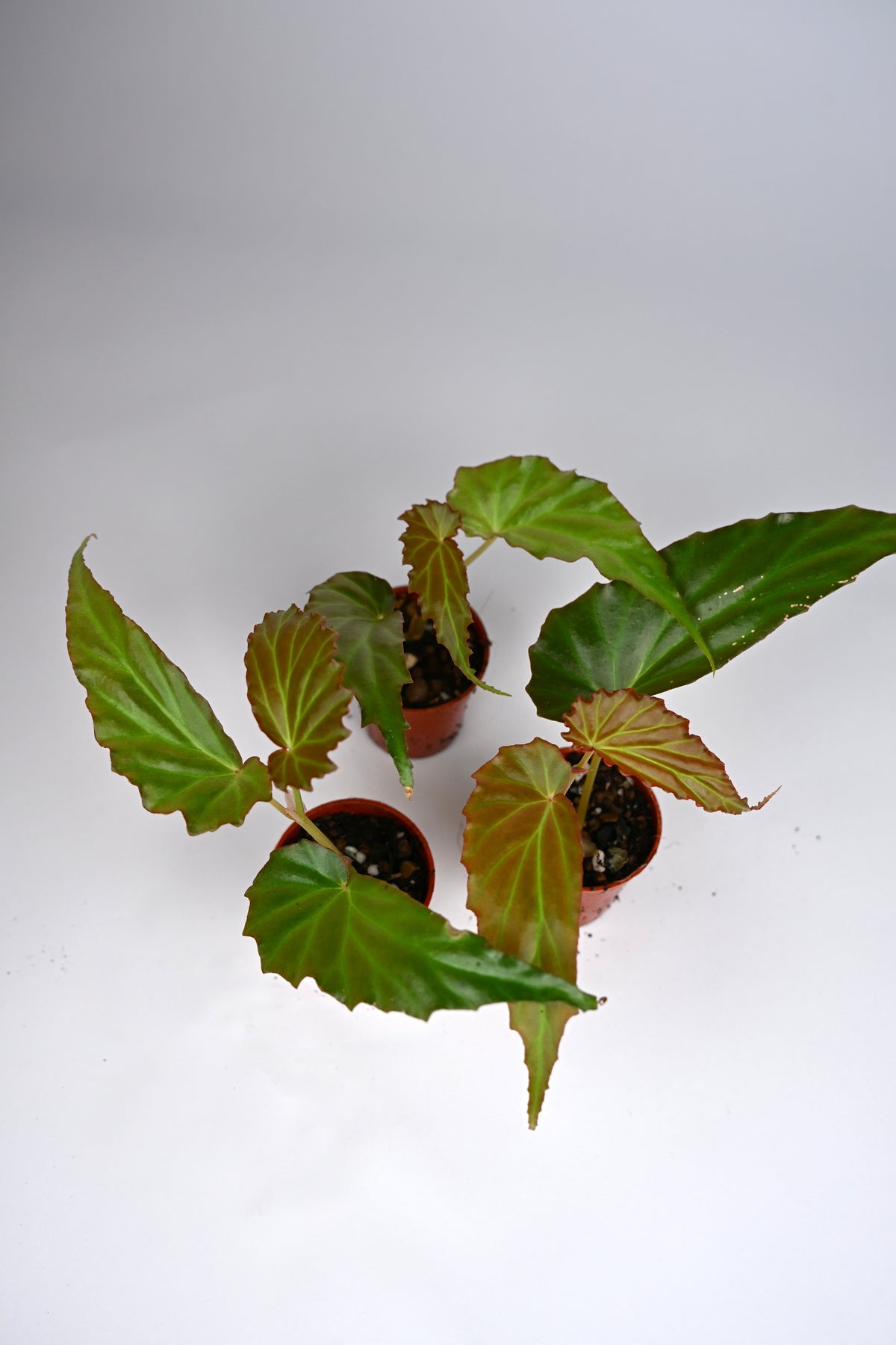 Begonia 'Borneensis'