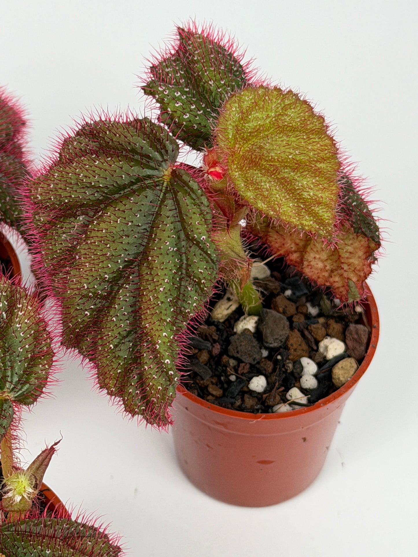 Begonia Sp. Lahad Datu