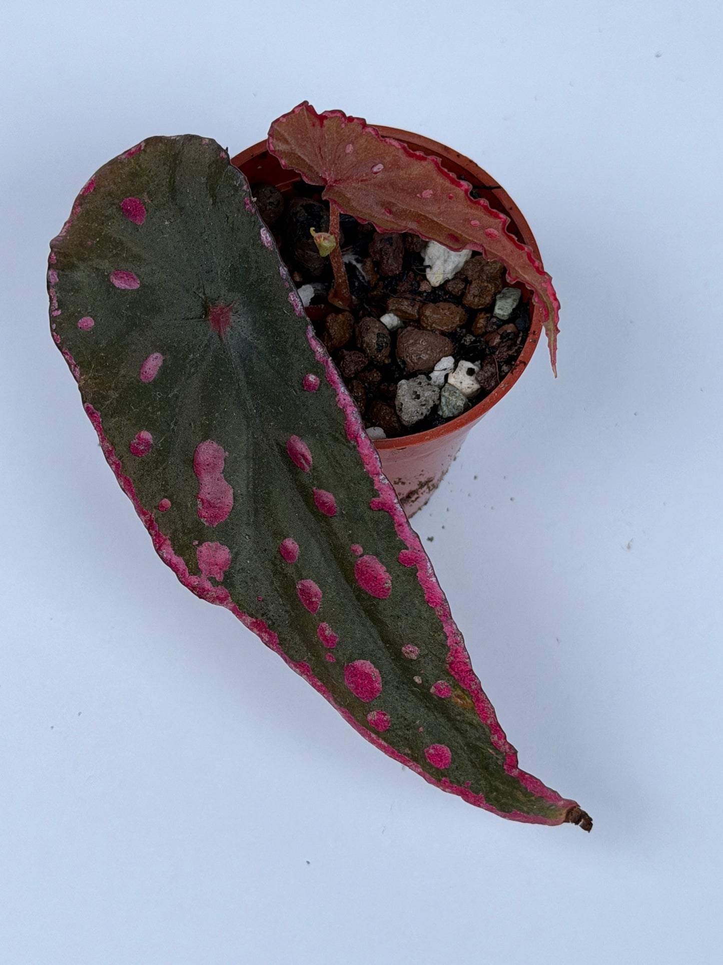 Begonia Nothobaramensis x Amphioxus
