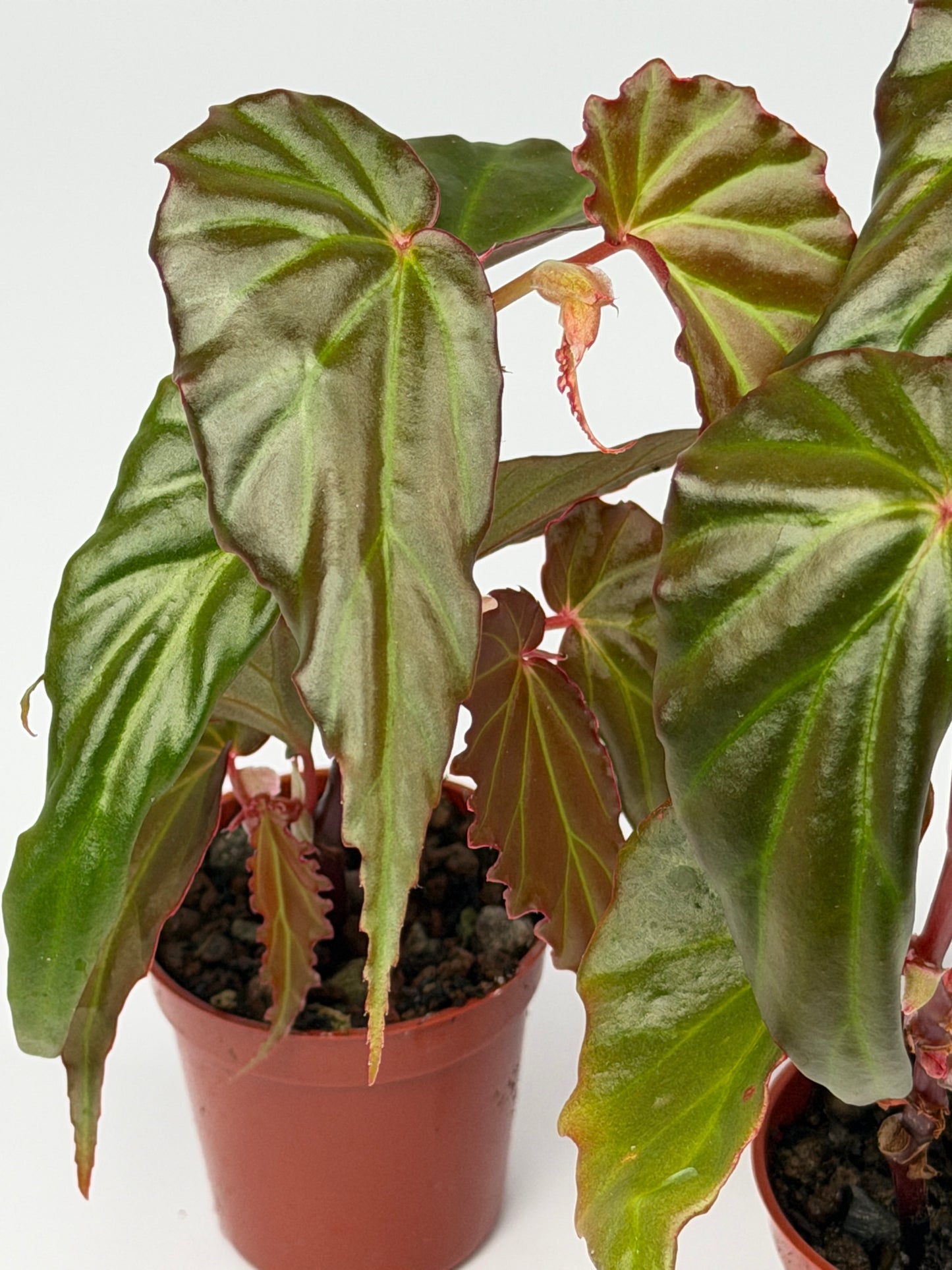 Begonia 'Borneensis'
