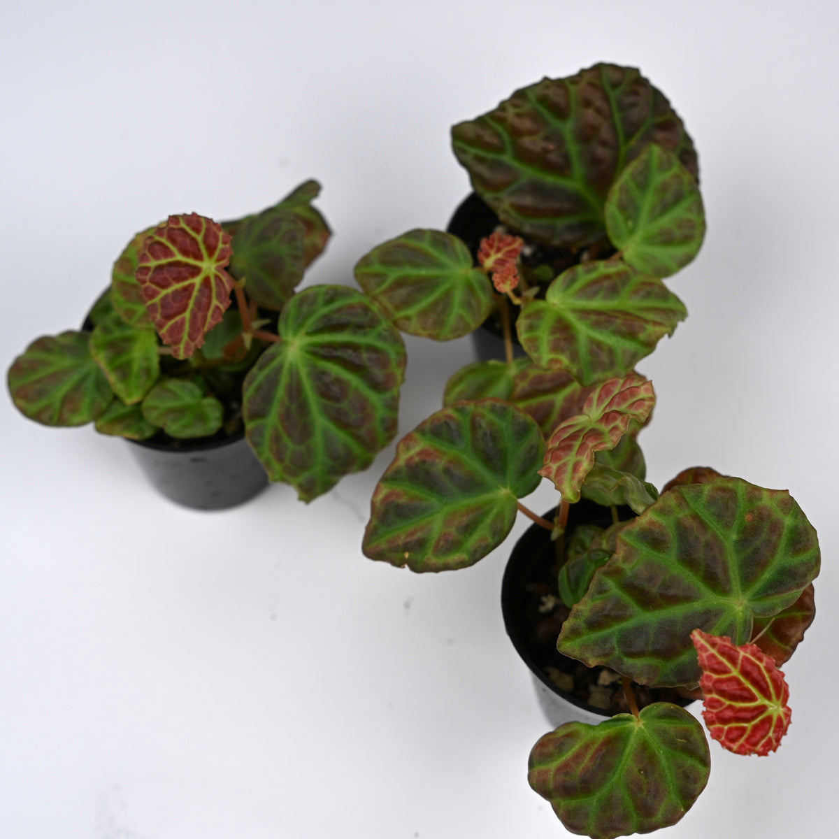Begonia Dracopelta x Sarawak