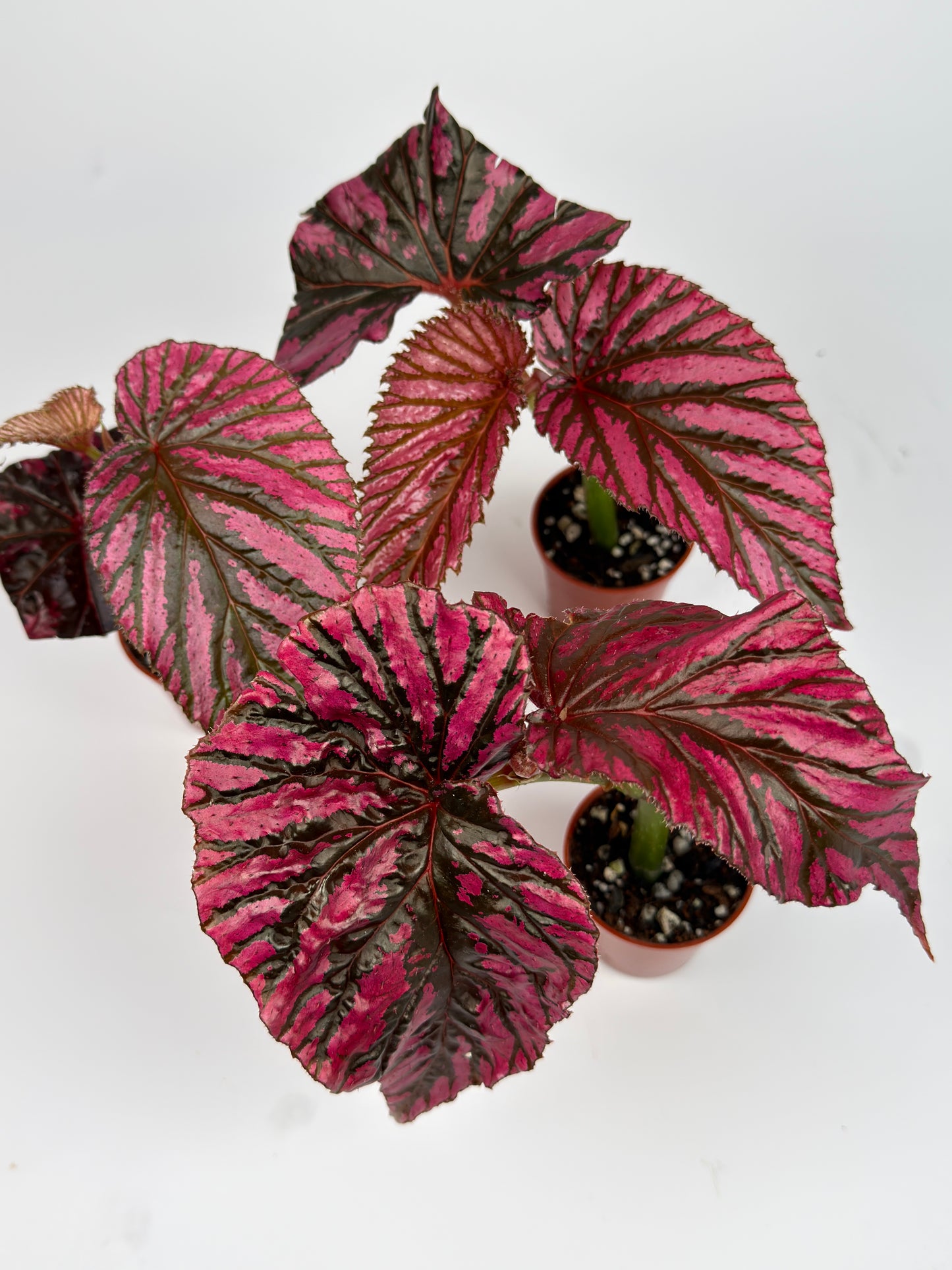 Begonia Brevirimosa