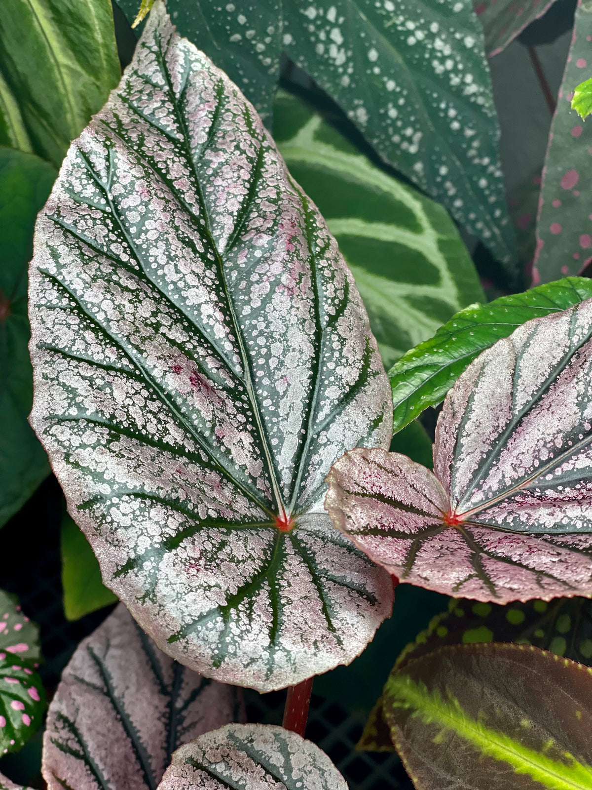 Begonia 'Maurice Amey'