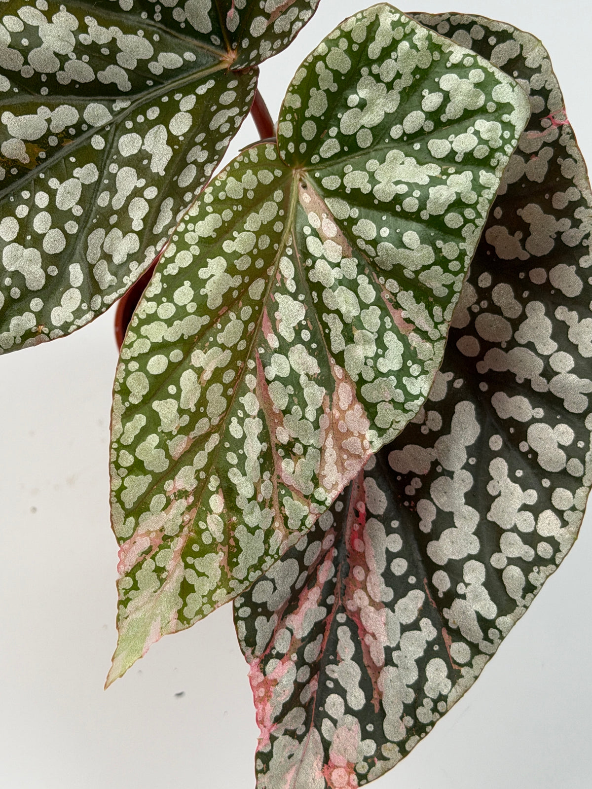 Variegated Begonia 'Snowcap'