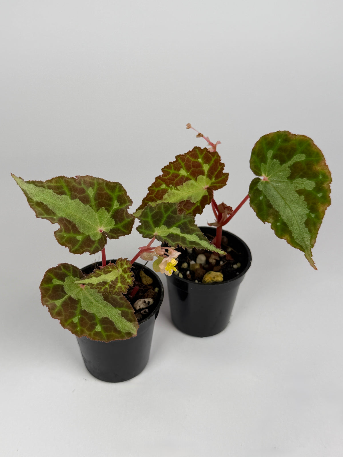 Begonia Colorata