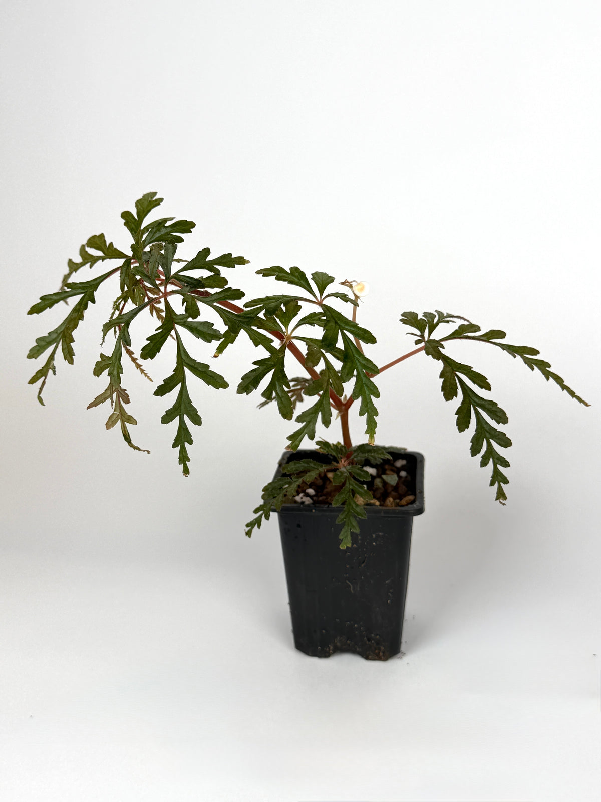 Begonia Polilloensis