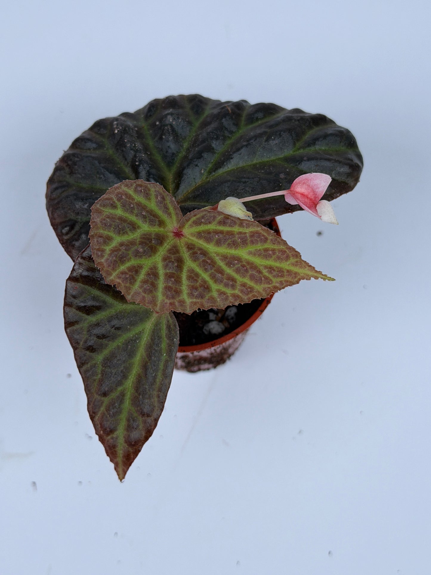 Begonia Dracopelta x Malachosticta (Dark Form)