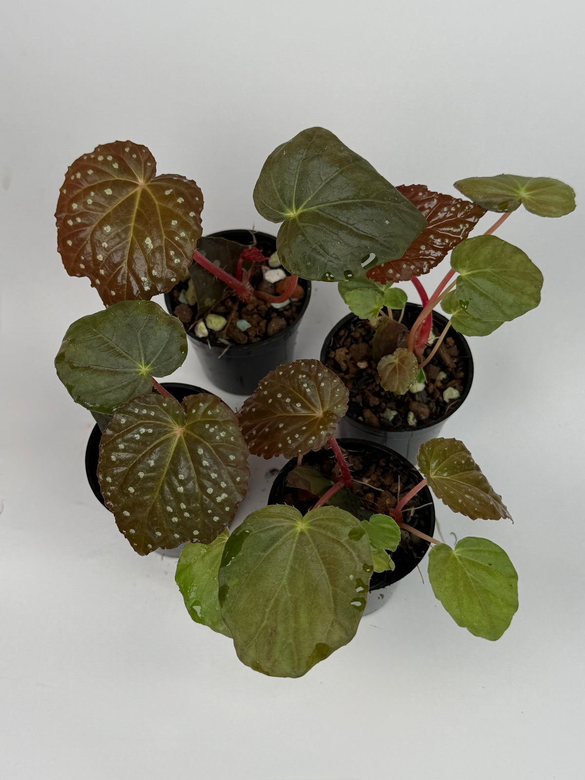 Begonia 'Starry Night'