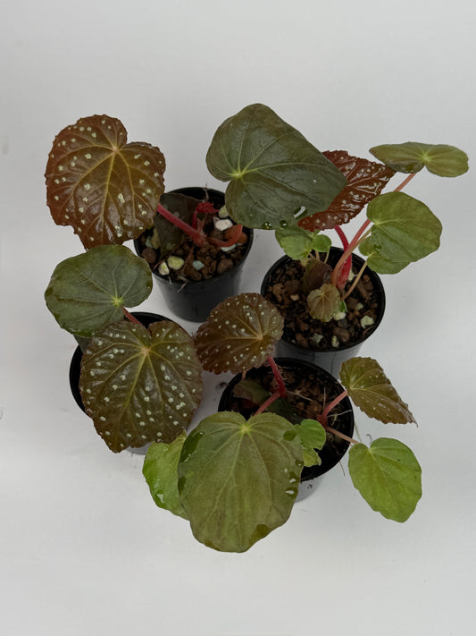Begonia 'Starry Night'