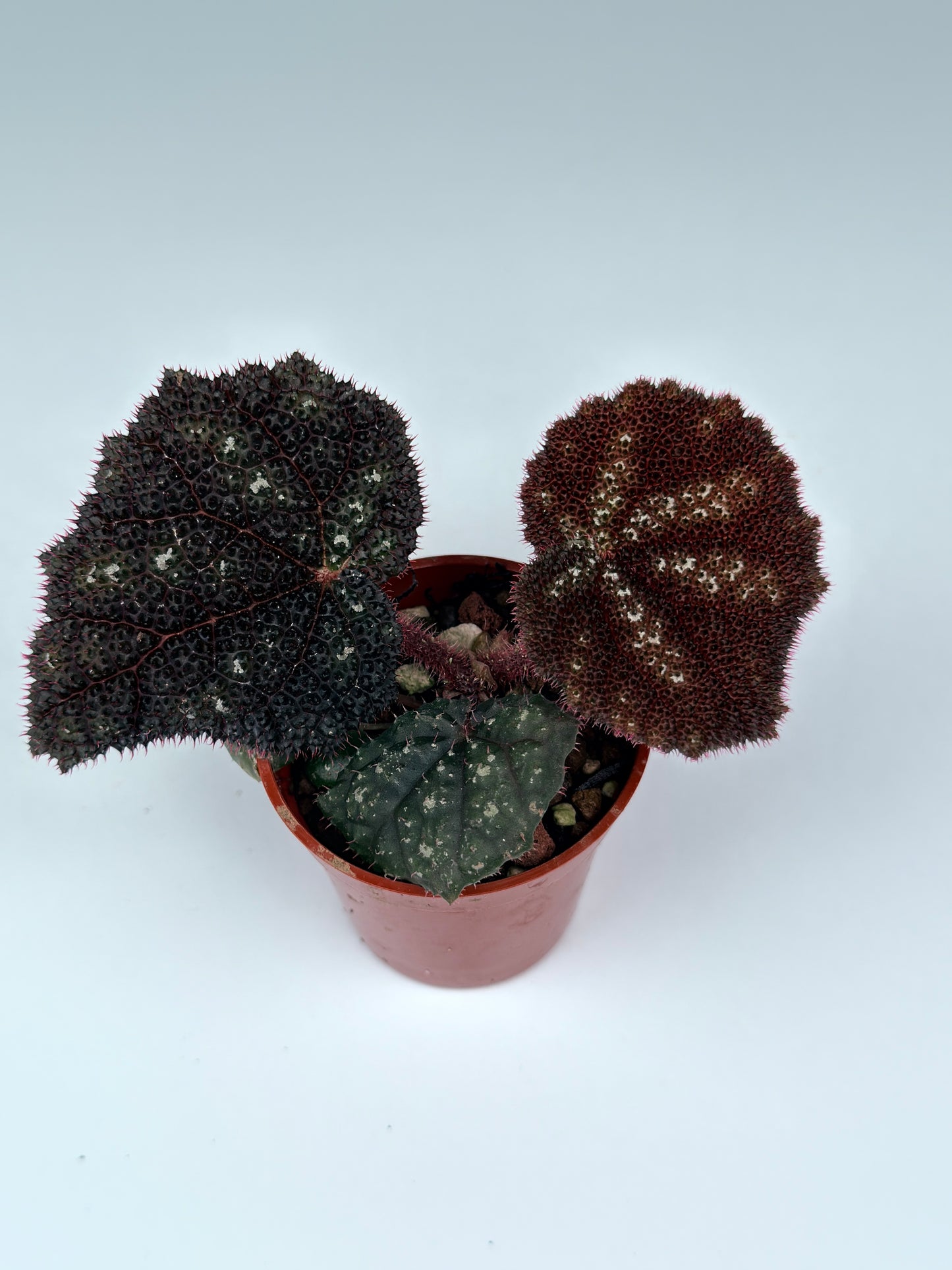 Begonia Kui