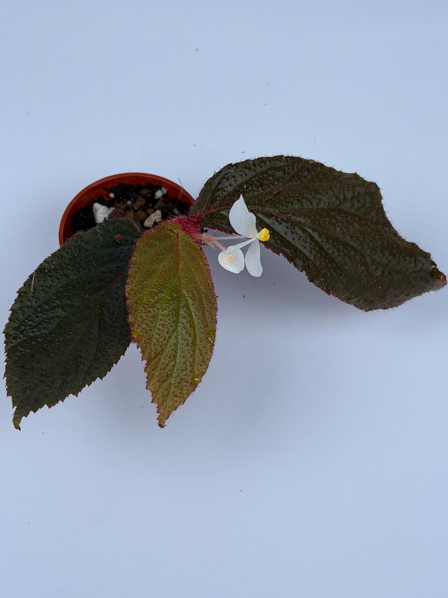 Begonia 'Blue Jambi'