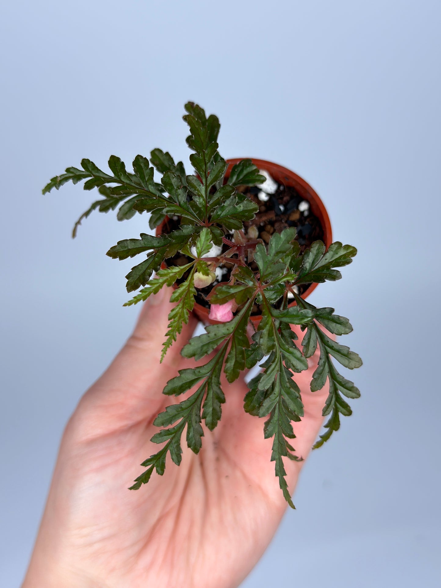 Begonia Polilloensis