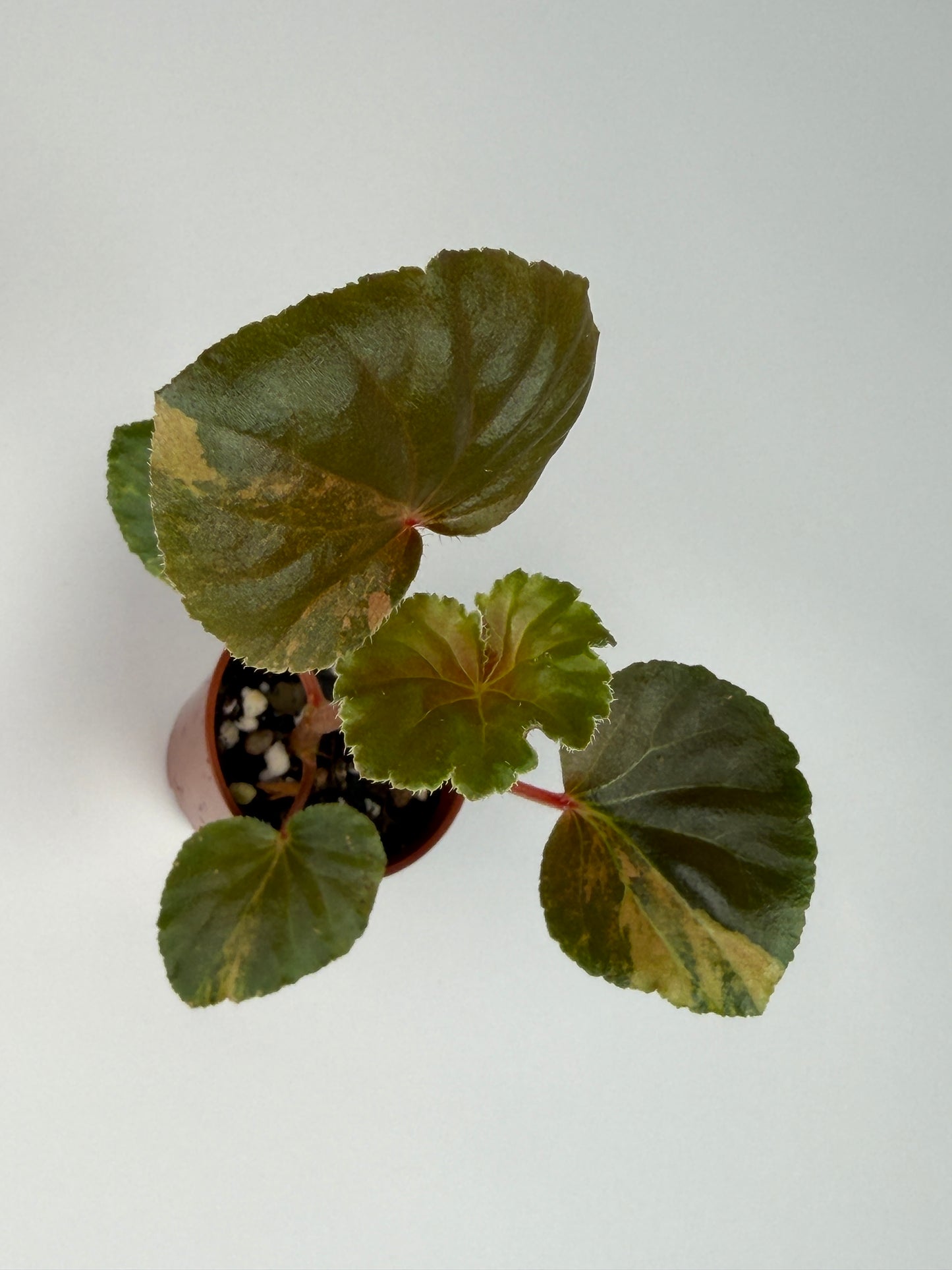 Begonia Yellow 'Aurea' Variegated Cucullata