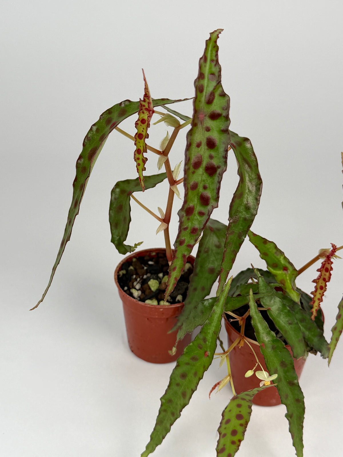 Begonia Amphioxus