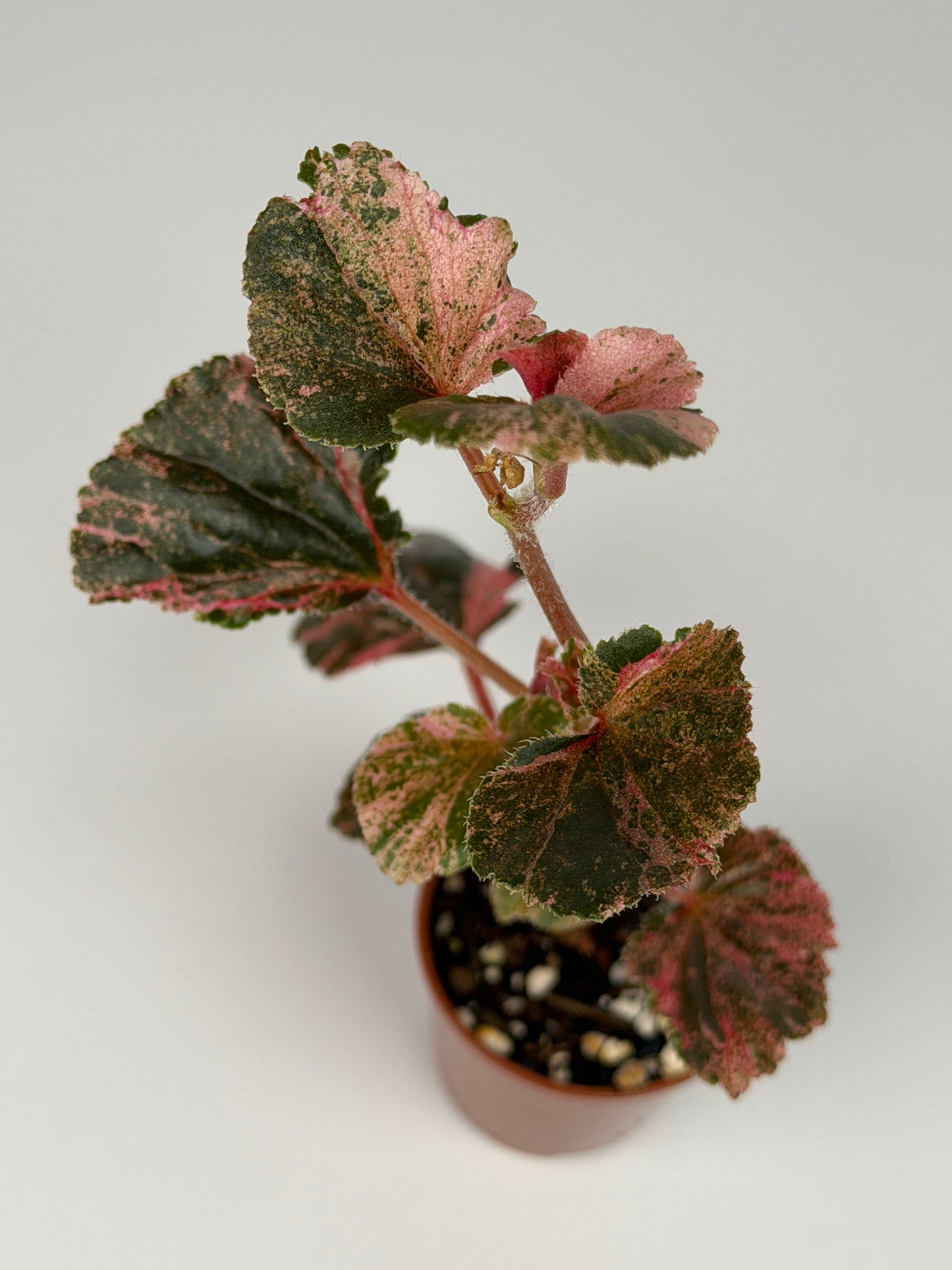 Begonia Pink Variegated Cucullata