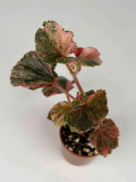 Begonia Pink Variegated Cucullata