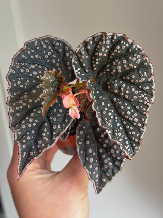 Begonia Darthvaderiana x Sp. Lahad Datu