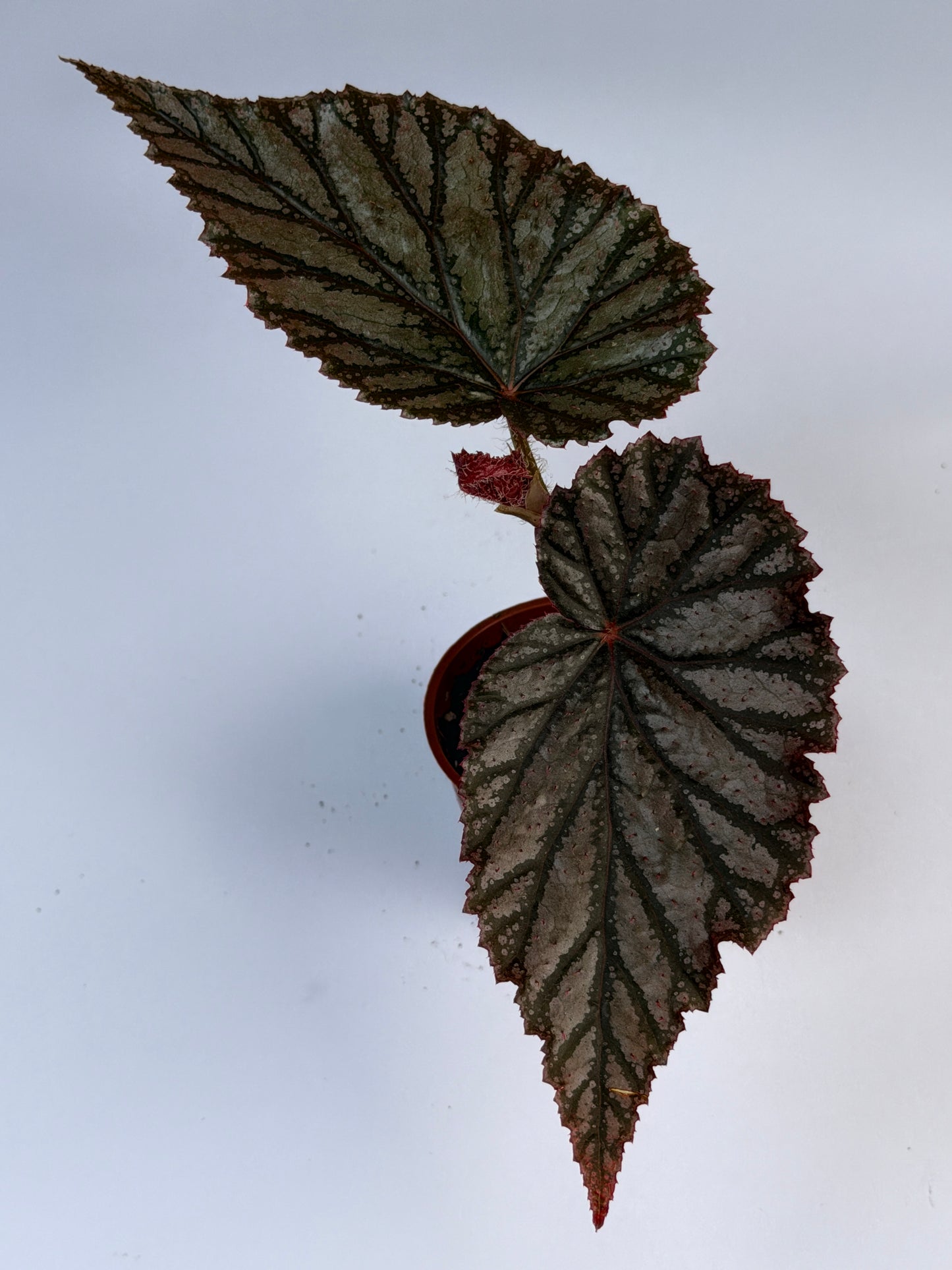 Begonia Aya