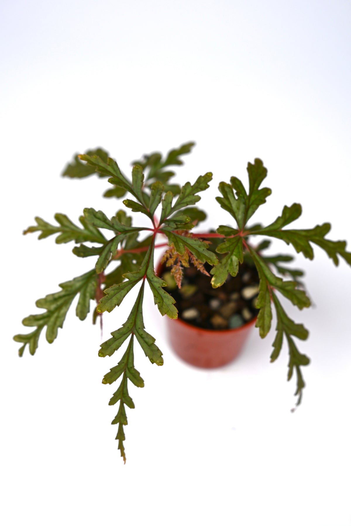 Begonia Polilloensis
