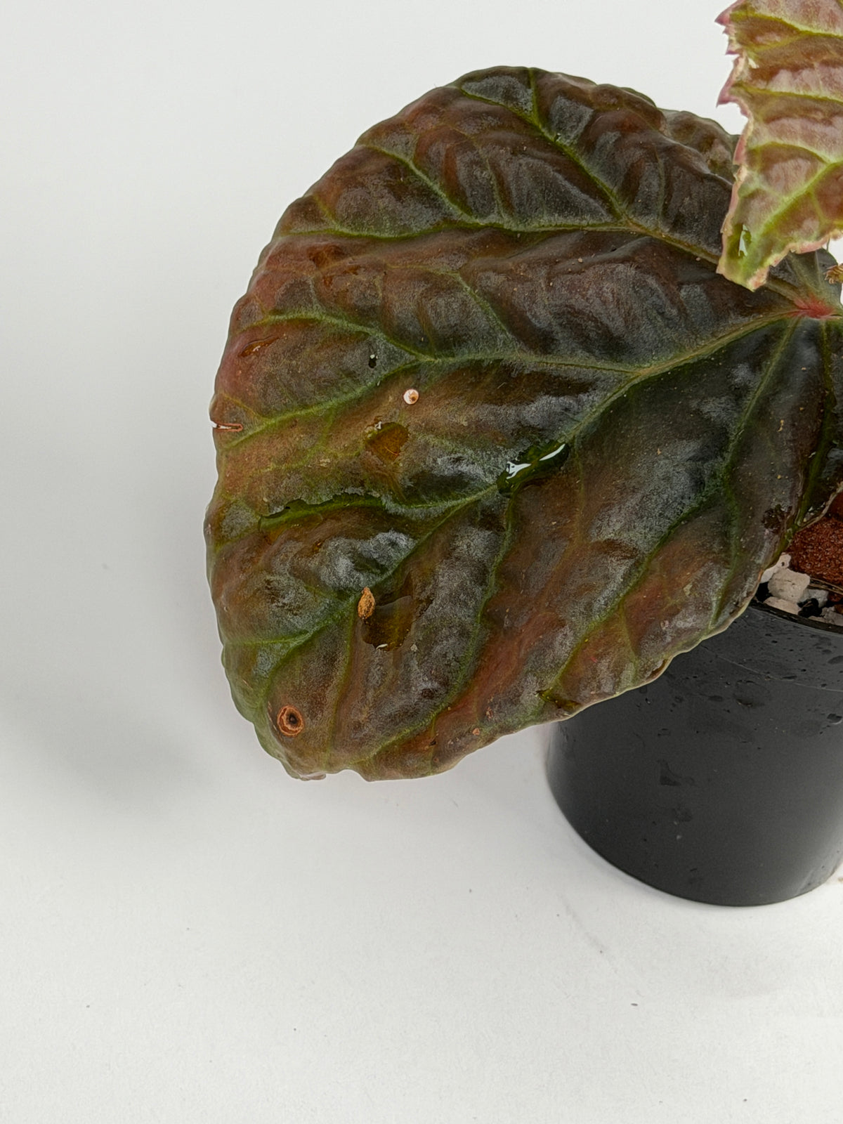 Begonia (Dracopelta x Sarawak) x Darthvaderiana