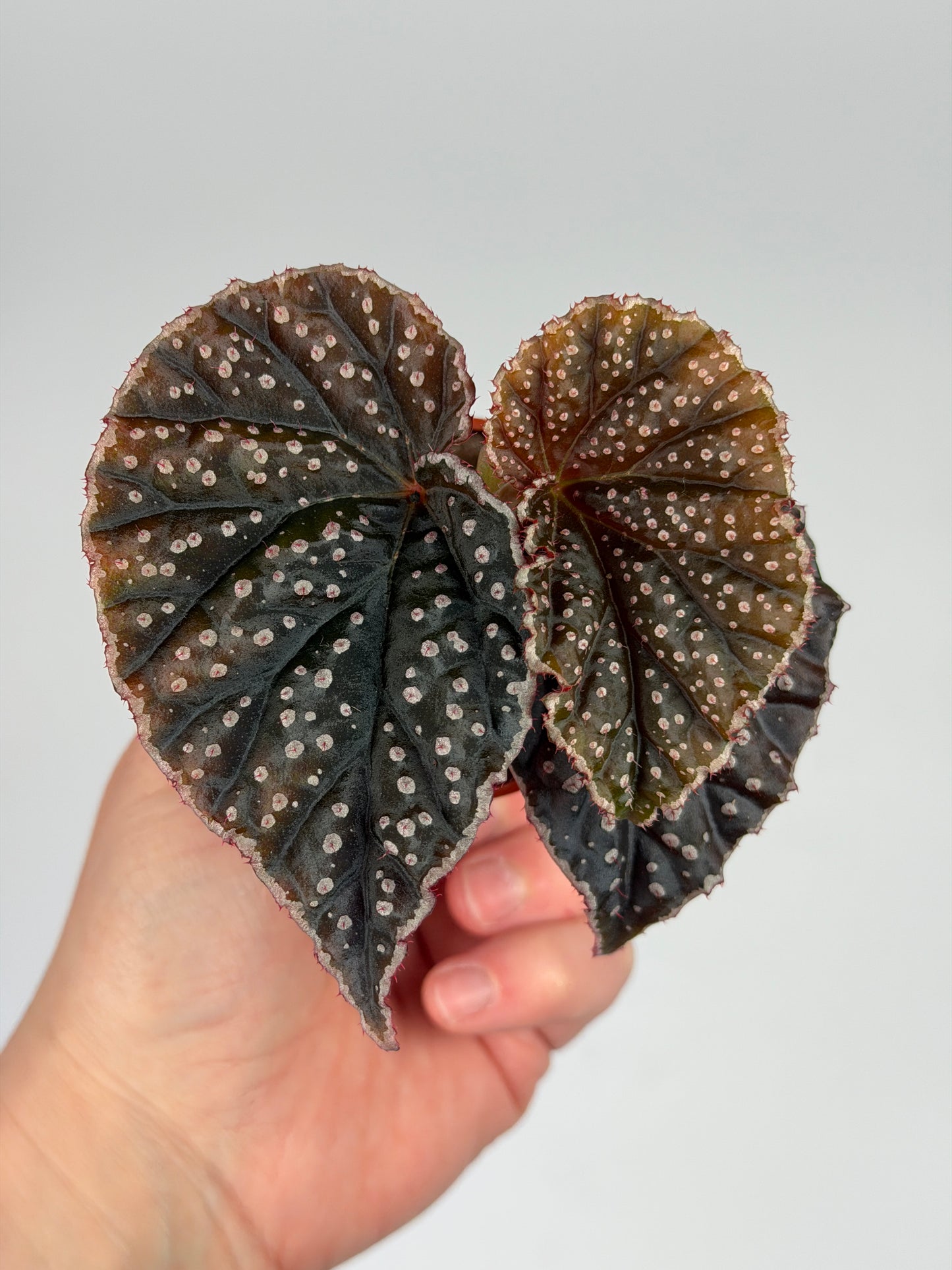 Begonia Darthvaderiana x Sp. Lahad Datu