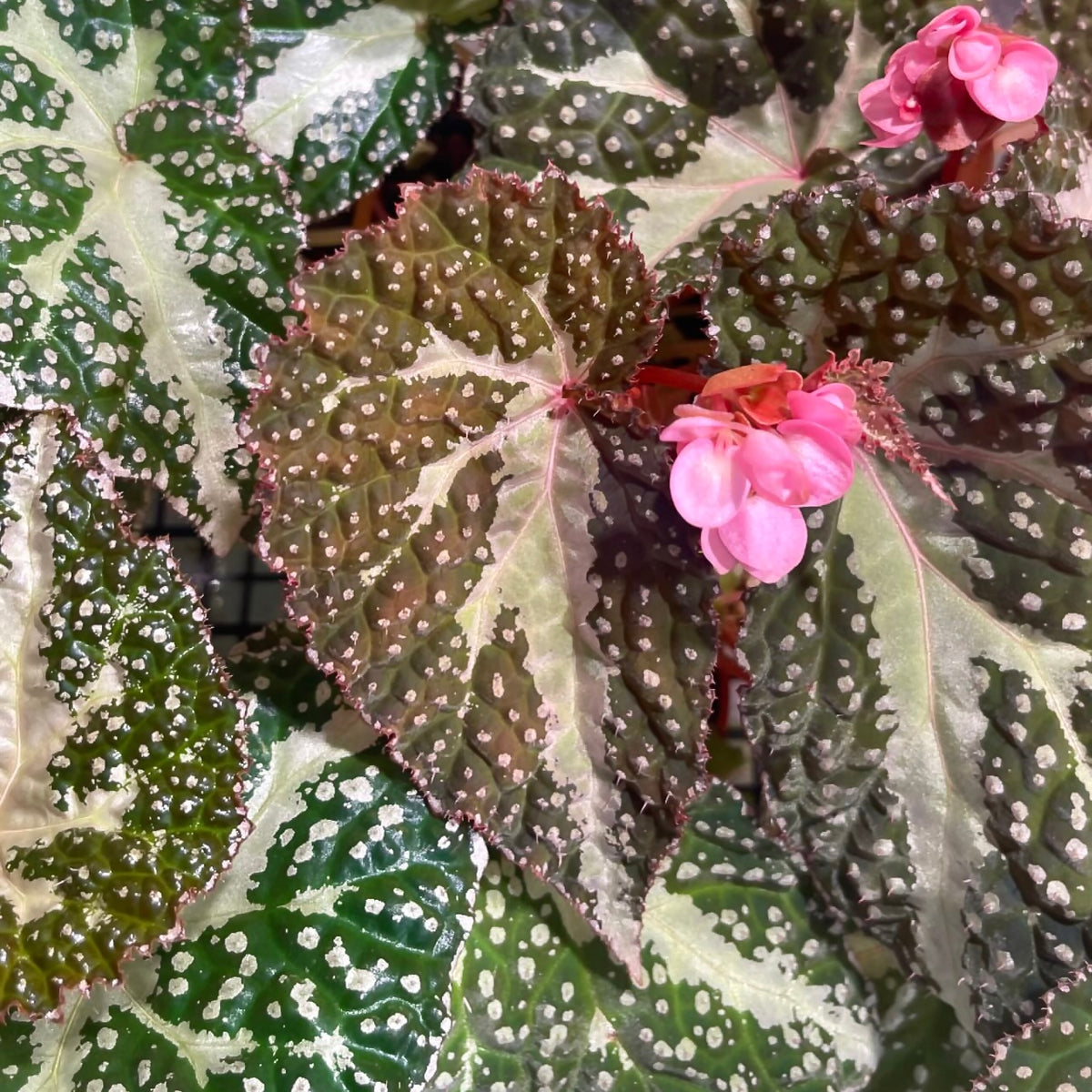 Begonia Colorata x Tawau