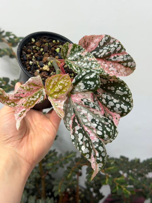 Variegated Begonia 'Snowcap'