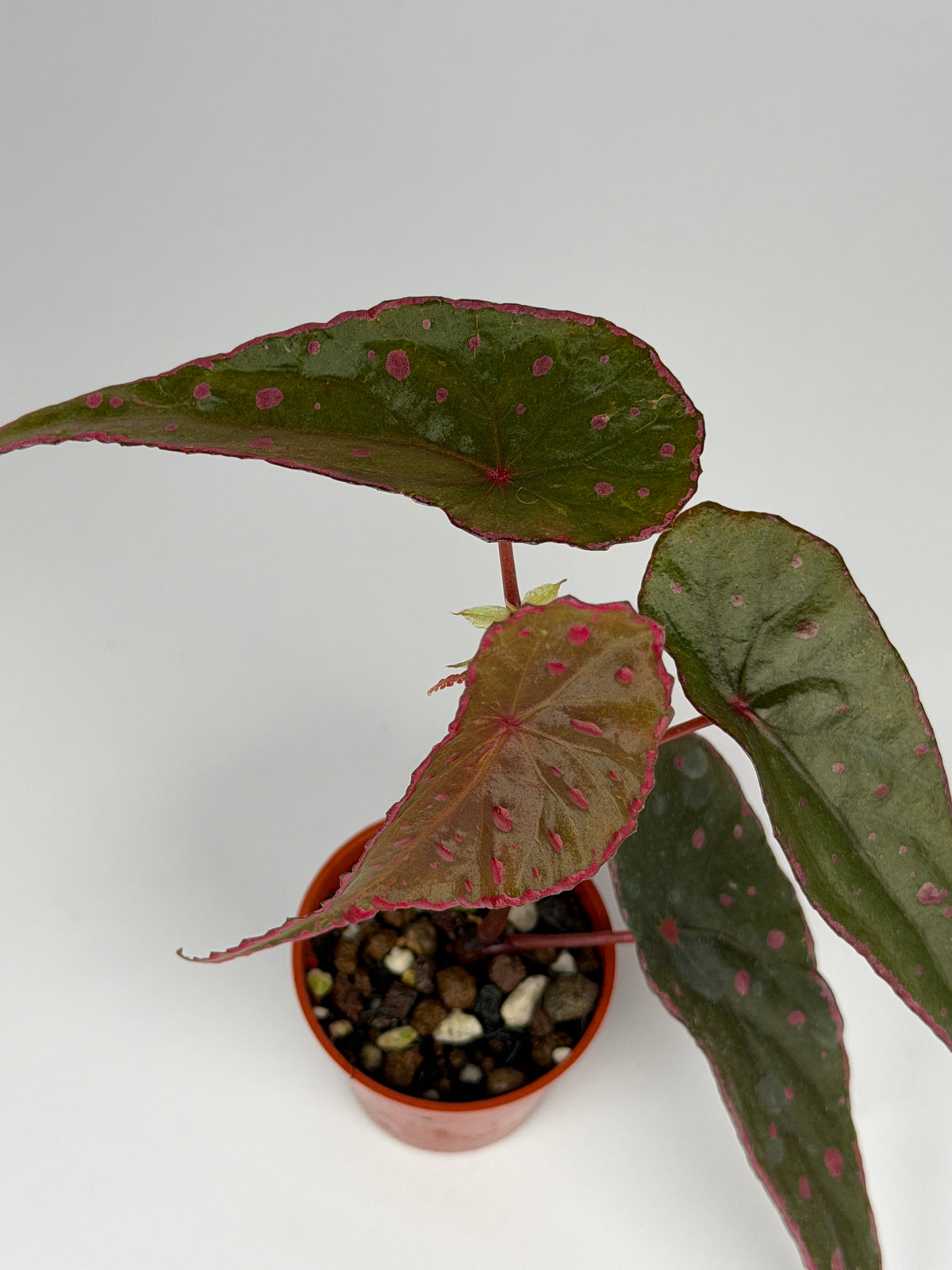 Begonia Nothobaramensis x Amphioxus