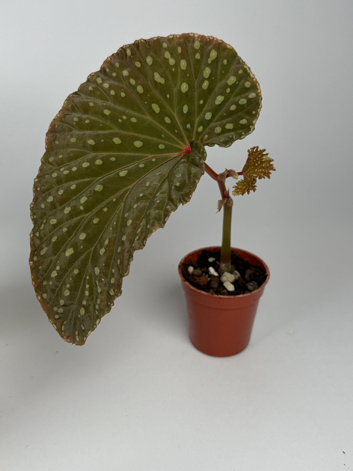 Begonia Congesta x Chloristicta Red