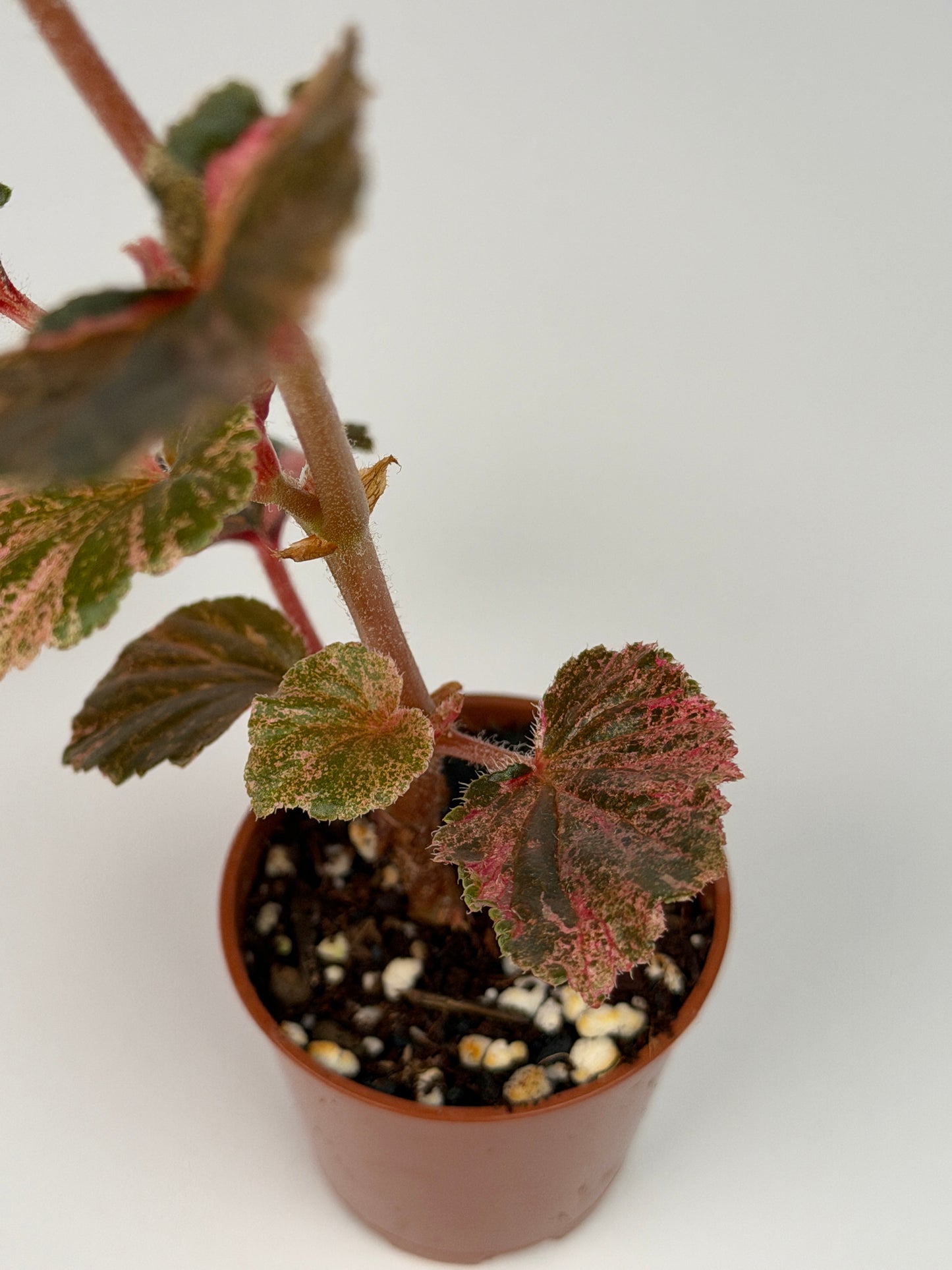 Begonia Pink Variegated Cucullata