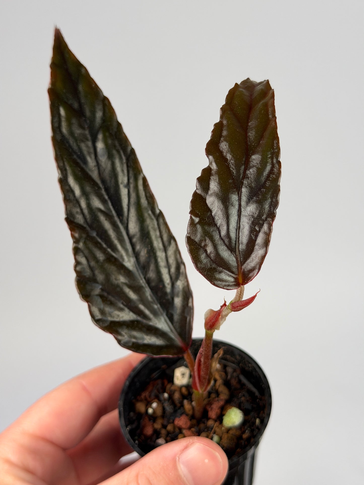 Begonia Blue NOID