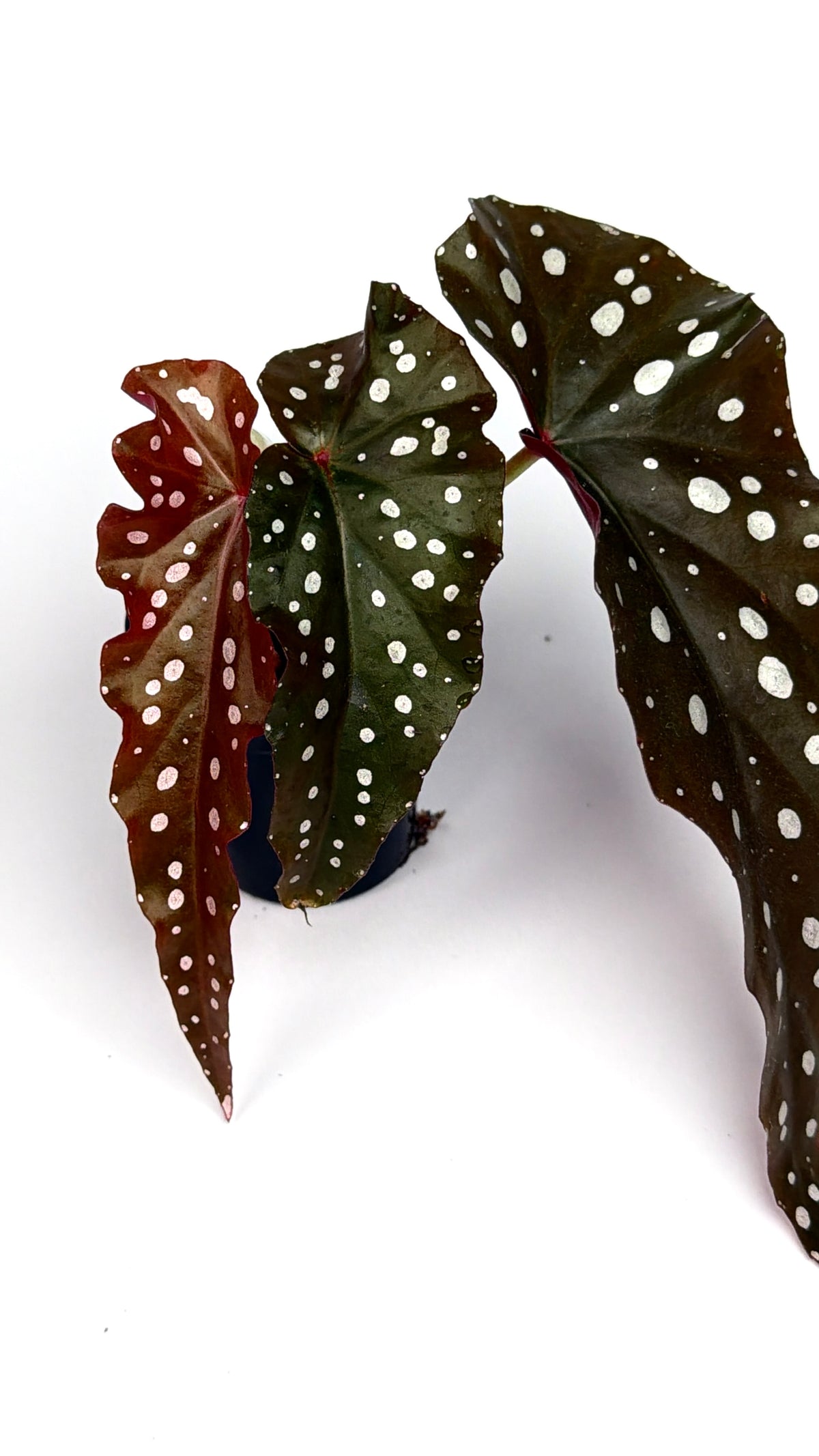 Begonia 'Black Forest'