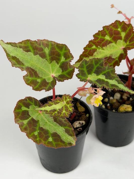 Begonia Colorata