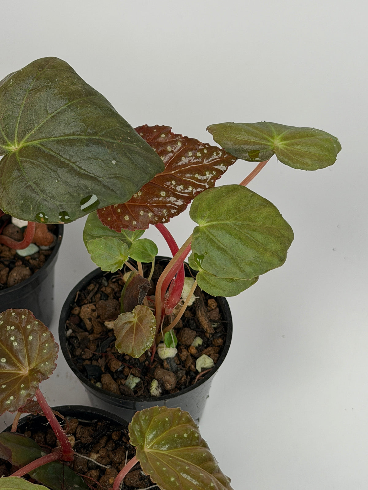 Begonia 'Starry Night'