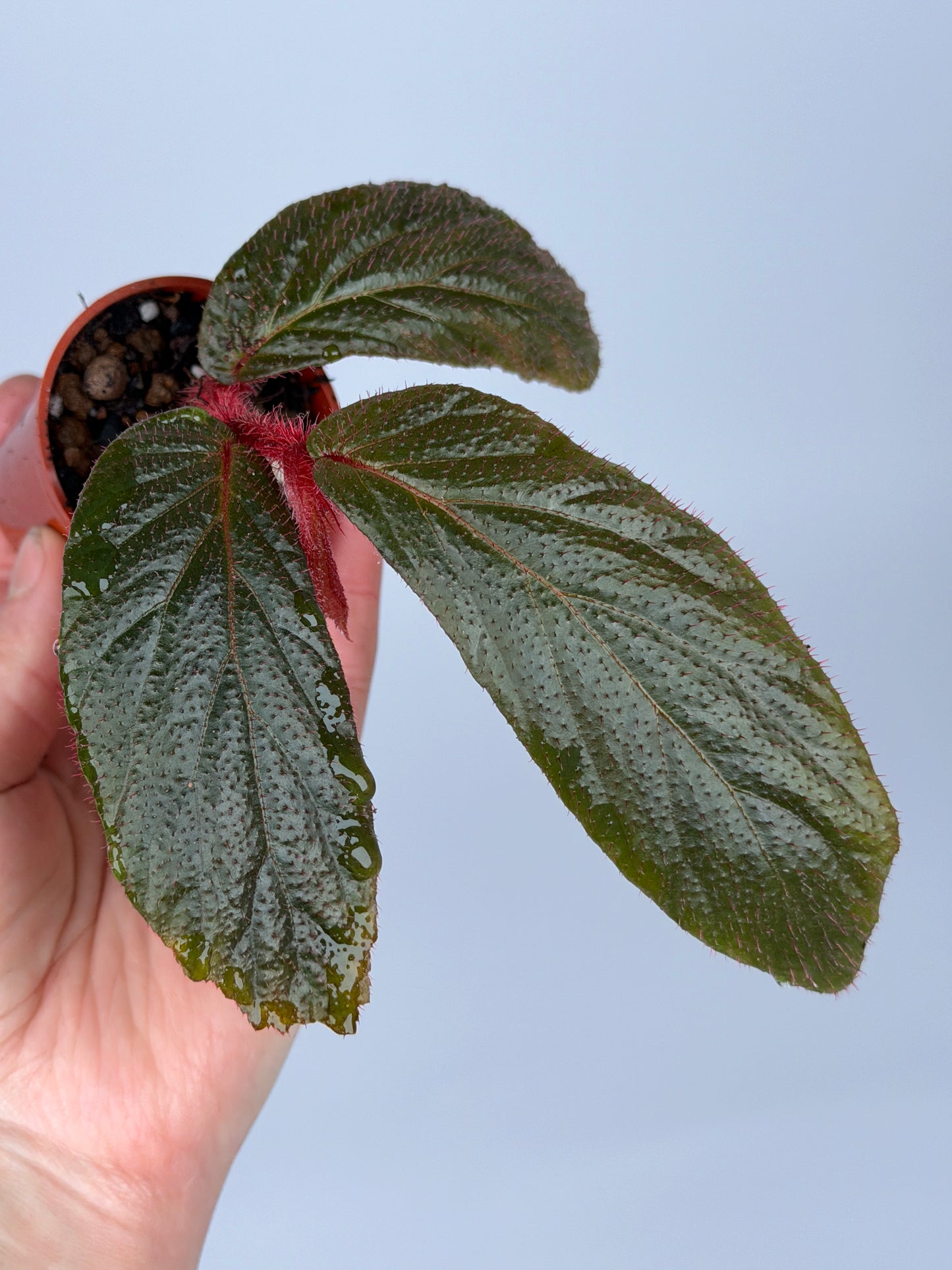 Begonia 'Blue Jambi'