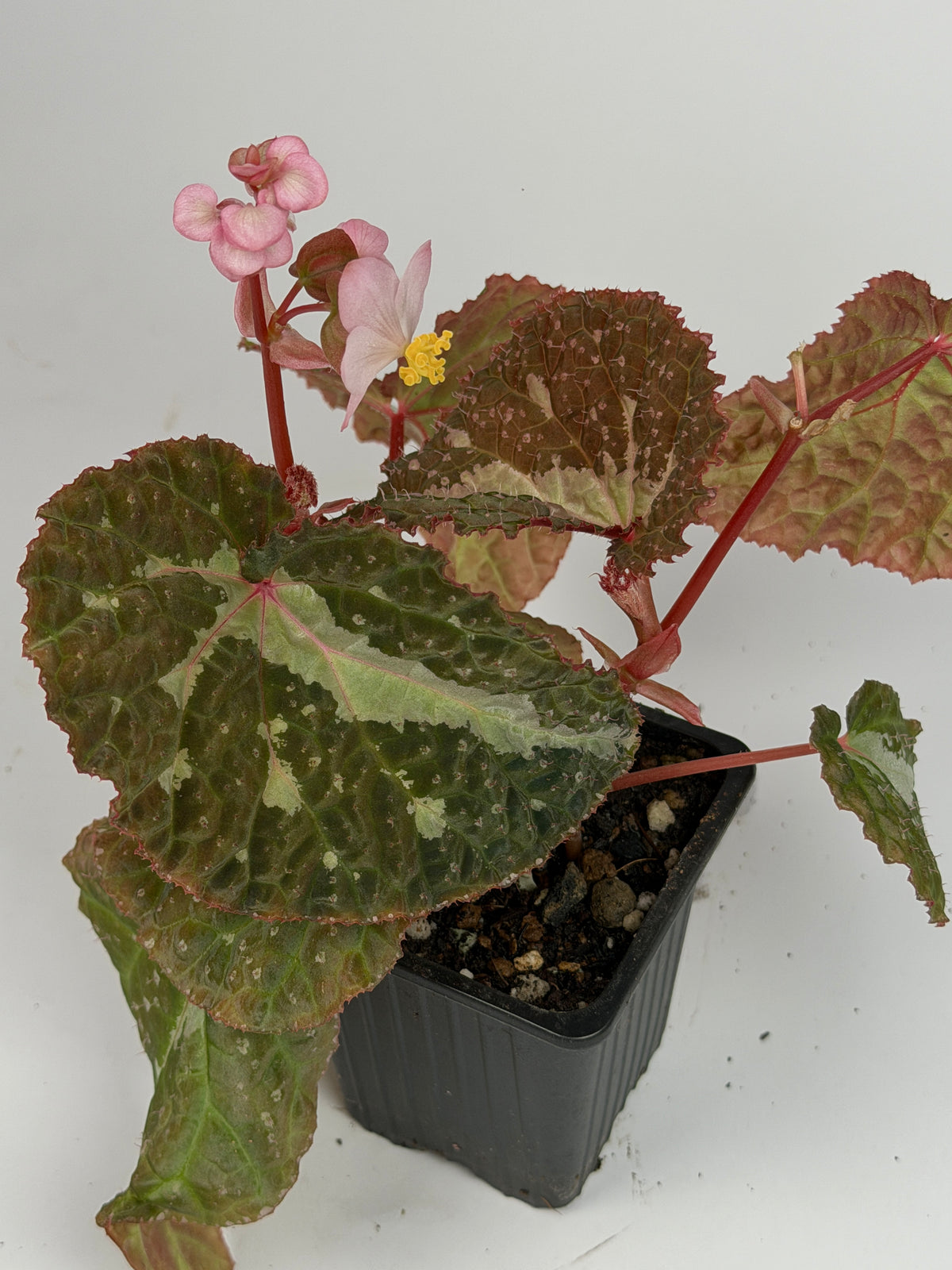 Begonia Colorata x Tawau